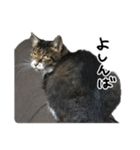 格差キャッツ 梅と福（個別スタンプ：17）