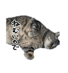 格差キャッツ 梅と福（個別スタンプ：18）