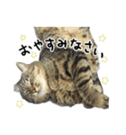 格差キャッツ 梅と福（個別スタンプ：20）