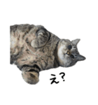 格差キャッツ 梅と福（個別スタンプ：21）