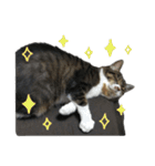 格差キャッツ 梅と福（個別スタンプ：23）