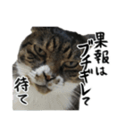 格差キャッツ 梅と福（個別スタンプ：24）