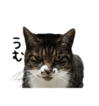 格差キャッツ 梅と福（個別スタンプ：26）