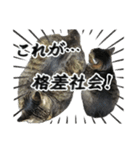格差キャッツ 梅と福（個別スタンプ：31）