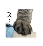 格差キャッツ 梅と福（個別スタンプ：33）