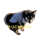 黒柴お玉（個別スタンプ：5）
