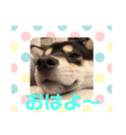 黒柴お玉（個別スタンプ：10）