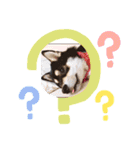 黒柴お玉（個別スタンプ：16）