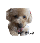 ごんちゃん家のティンク2（個別スタンプ：11）