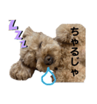 ごんちゃん家のティンク2（個別スタンプ：14）