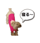 ごんちゃん家のティンク2（個別スタンプ：22）