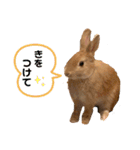つーとうー（個別スタンプ：7）