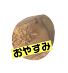 つーとうー（個別スタンプ：12）