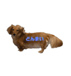 小林家のルゥ（個別スタンプ：13）