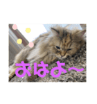 誰にでも使えるココちゃんスタンプ（個別スタンプ：7）