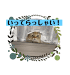誰にでも使えるココちゃんスタンプ（個別スタンプ：9）