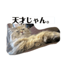 誰にでも使えるココちゃんスタンプ（個別スタンプ：11）