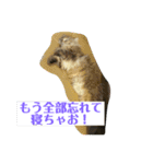 誰にでも使えるココちゃんスタンプ（個別スタンプ：13）