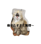 誰にでも使えるココちゃんスタンプ（個別スタンプ：15）