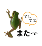 リアルなかえるのきもち 2（個別スタンプ：1）