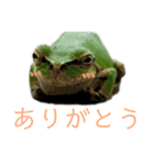 リアルなかえるのきもち 2（個別スタンプ：7）