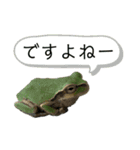 リアルなかえるのきもち 2（個別スタンプ：8）