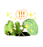 リアルなかえるのきもち 2（個別スタンプ：16）
