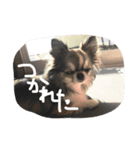 チワワのMOANAの日常（個別スタンプ：4）