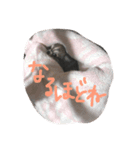 チワワのMOANAの日常（個別スタンプ：5）