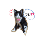 ねこのマロンとセロ（個別スタンプ：1）