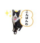 ねこのマロンとセロ（個別スタンプ：9）