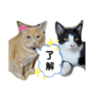 ねこのマロンとセロ（個別スタンプ：10）