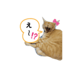 ねこのマロンとセロ（個別スタンプ：14）