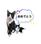 ねこのマロンとセロ（個別スタンプ：17）