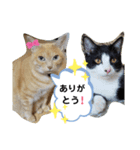 ねこのマロンとセロ（個別スタンプ：20）