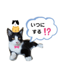 ねこのマロンとセロ（個別スタンプ：21）