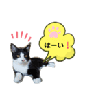 ねこのマロンとセロ（個別スタンプ：24）