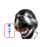 黒ポメのポンタくん7（個別スタンプ：5）