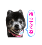 黒ポメのポンタくん7（個別スタンプ：6）