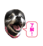 黒ポメのポンタくん7（個別スタンプ：8）