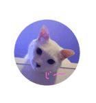 うーにゃんみーにゃん（個別スタンプ：1）
