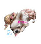 今日のぺこみ（個別スタンプ：4）