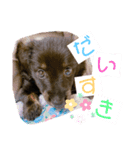 わんこおはなのスタンプ（個別スタンプ：7）