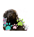 わんこおはなのスタンプ（個別スタンプ：8）