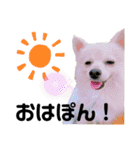 ポメのポンちゃん2 ♂（個別スタンプ：1）