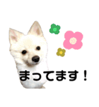 ポメのポンちゃん2 ♂（個別スタンプ：3）