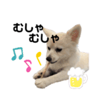 ポメのポンちゃん2 ♂（個別スタンプ：6）