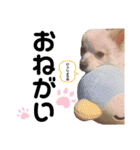 ポメのポンちゃん2 ♂（個別スタンプ：9）
