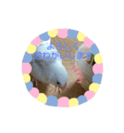チッチと一緒  2（個別スタンプ：5）