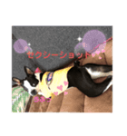 ボストンReno3（個別スタンプ：1）